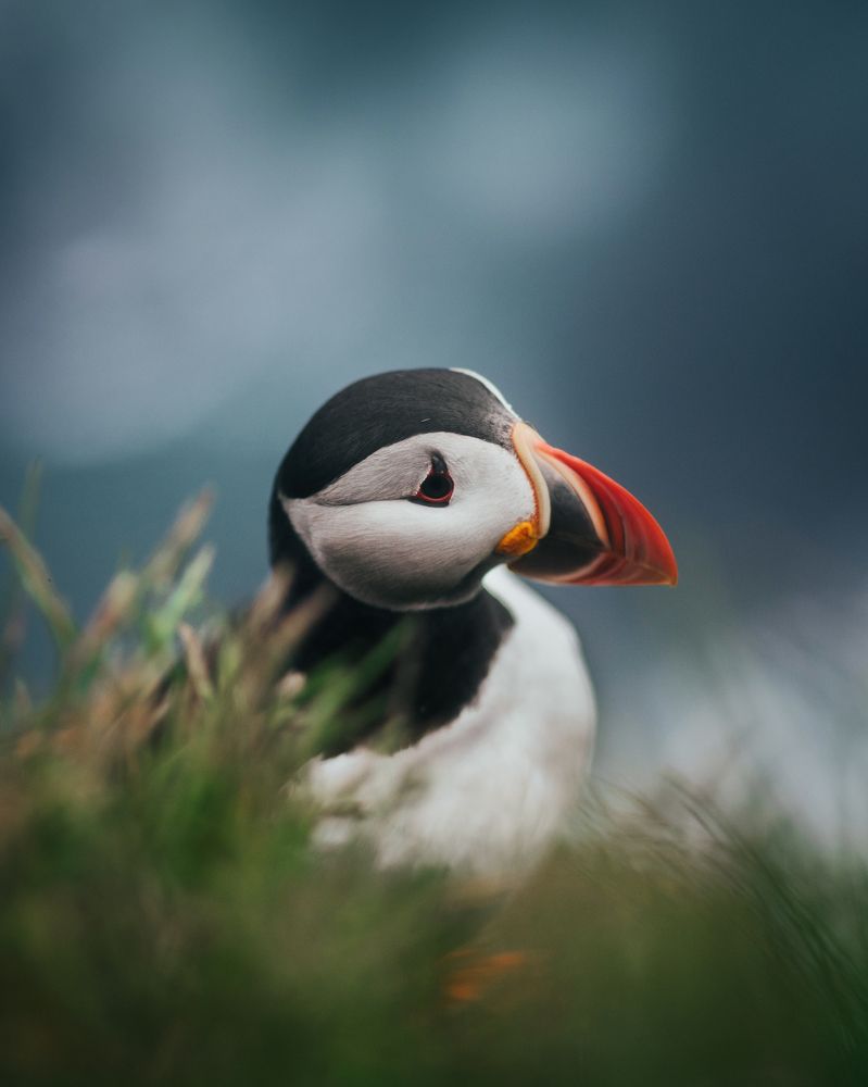 Puffin