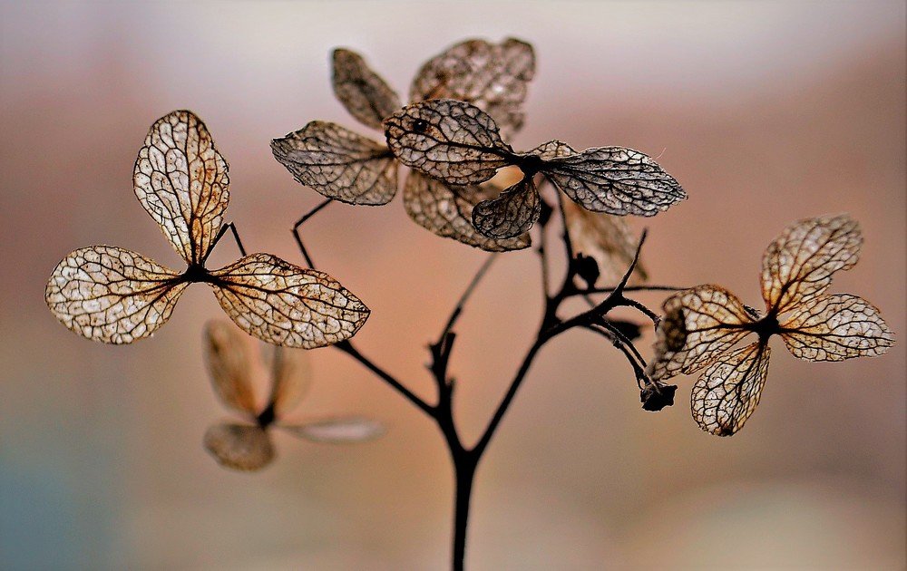 Осенняя гортензия...