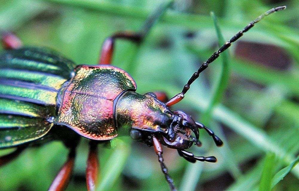 Портрет жужелицы