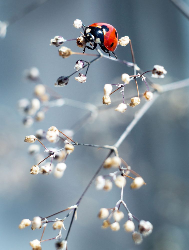 любопытство