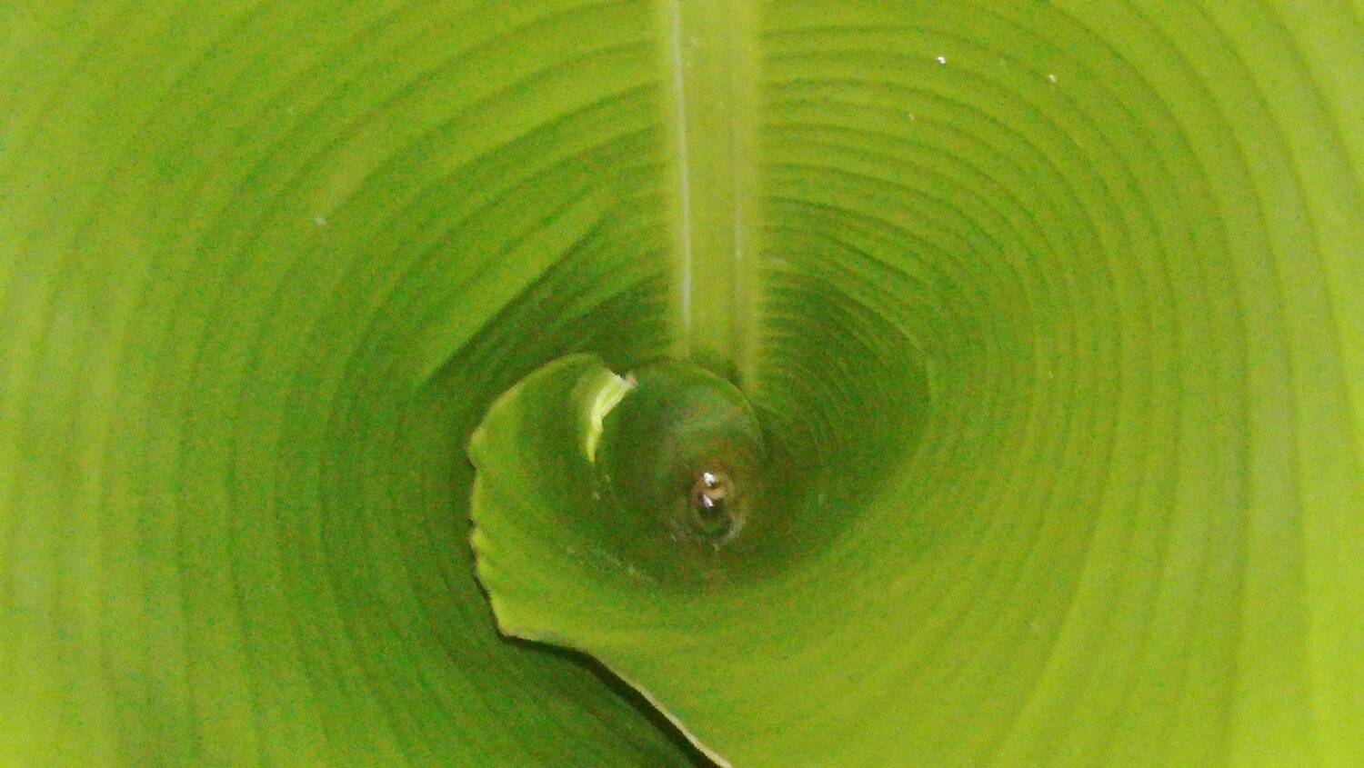Banana shoot
