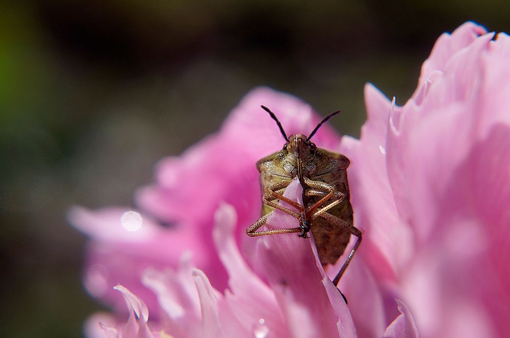 Аленького цветочка страж.