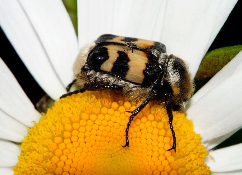 Доминируй и властвуй.