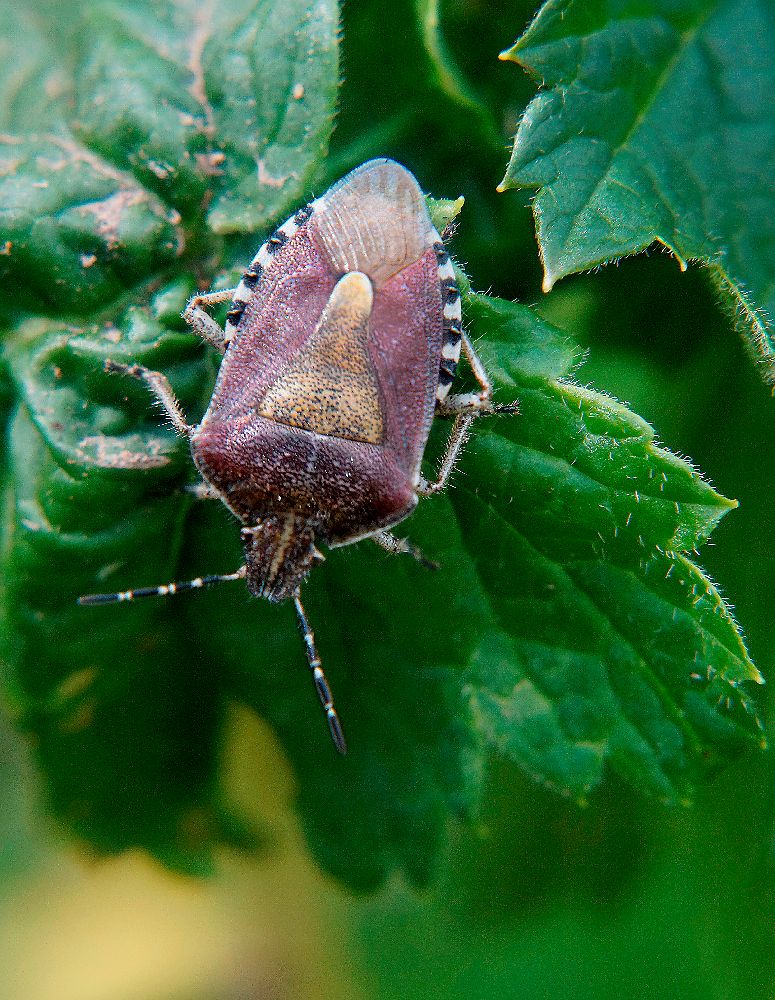 Щитник ягодный.