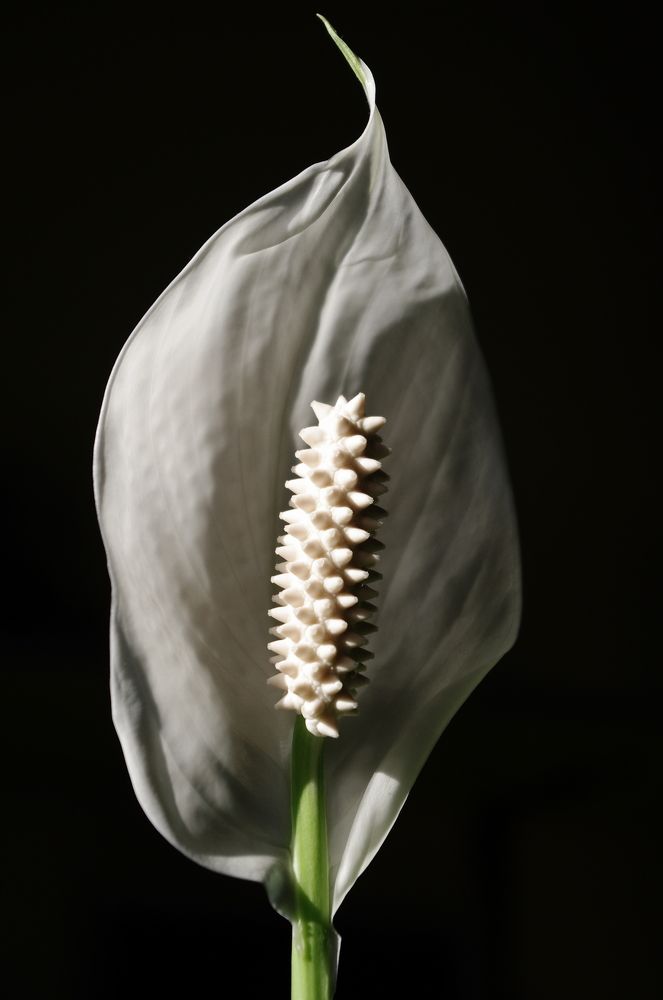 Свет и тень