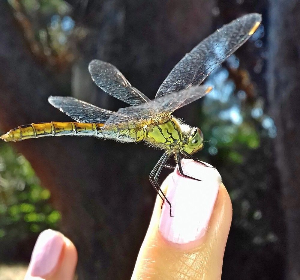 My dragonfly