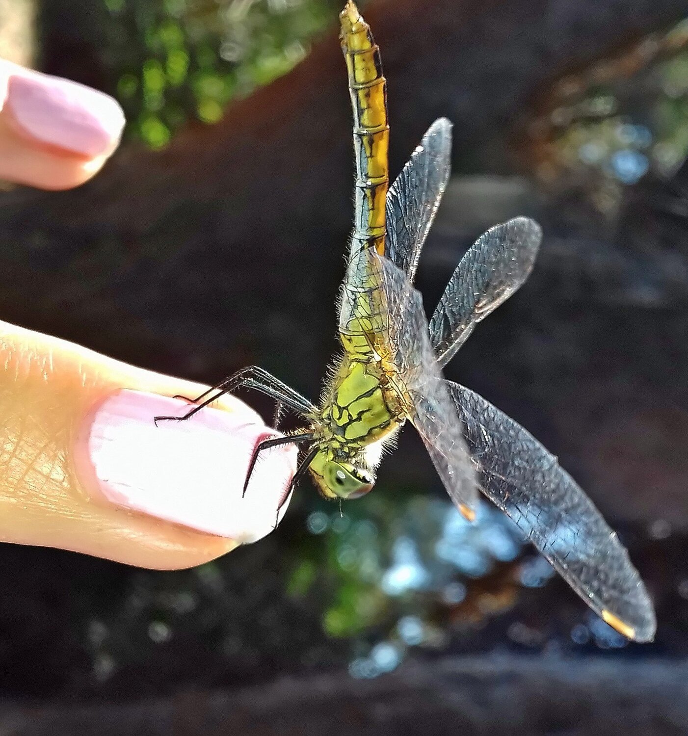 My dragonfly