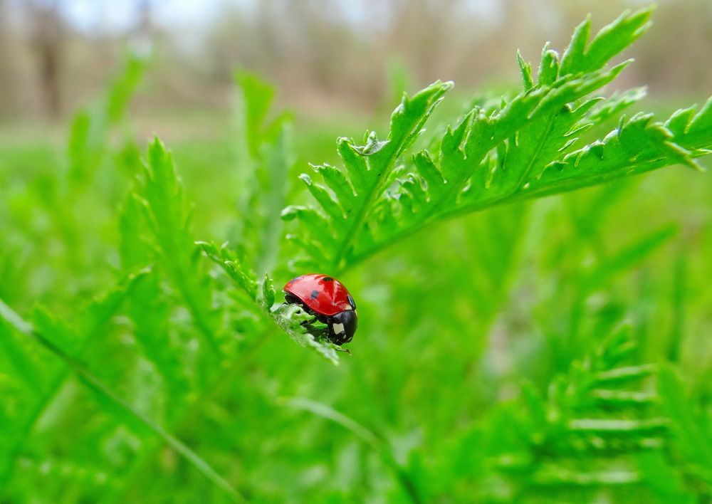 Божья коровка
