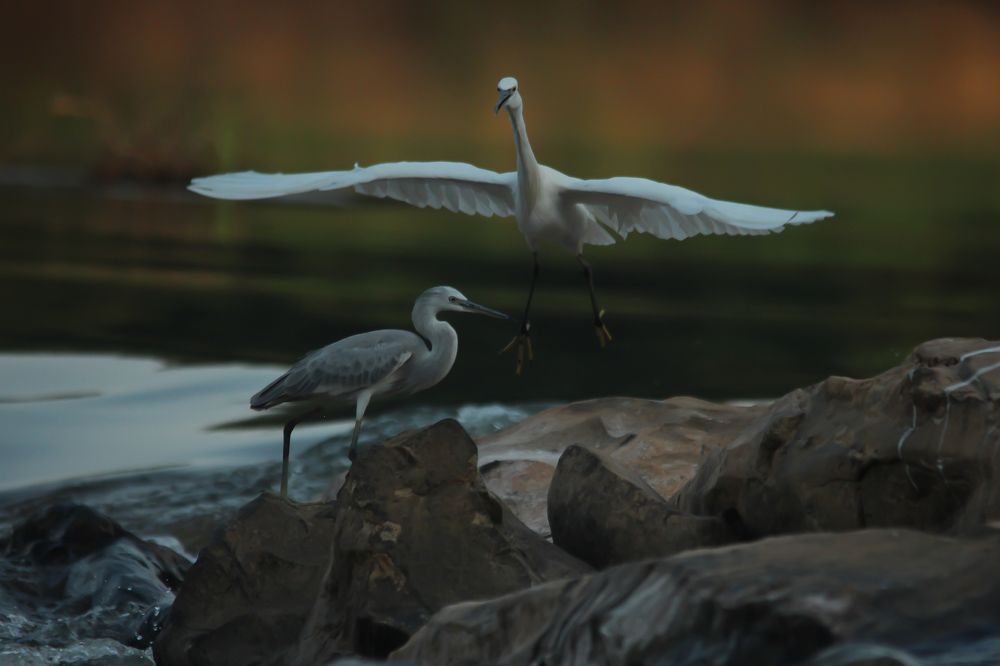 Heron and egret,it's my time egret telling heron