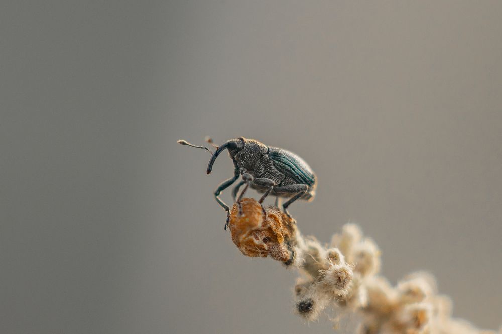 Привет носатый! :)