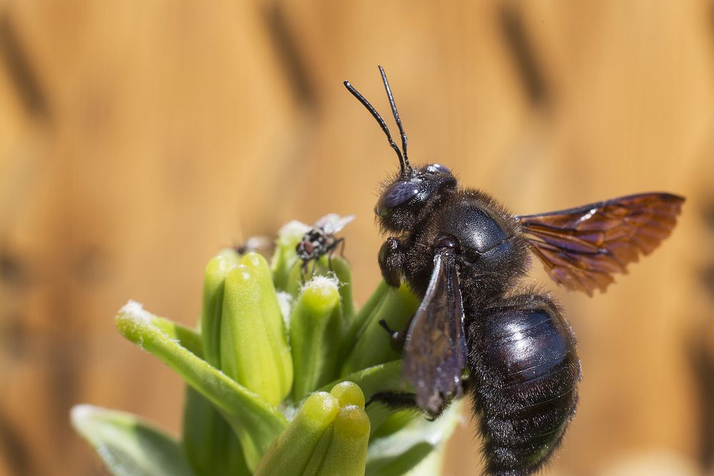 Photograph by Ирина Владова
