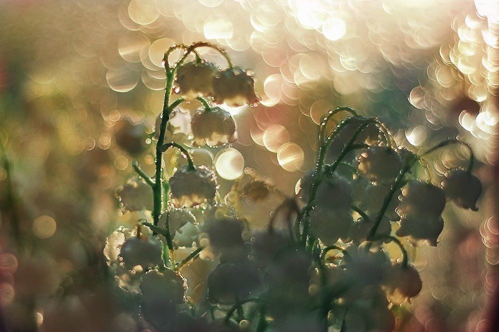 Ландышевая нежность