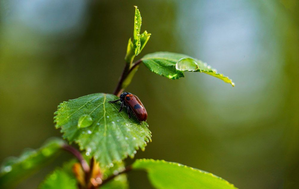 Утренняя роса