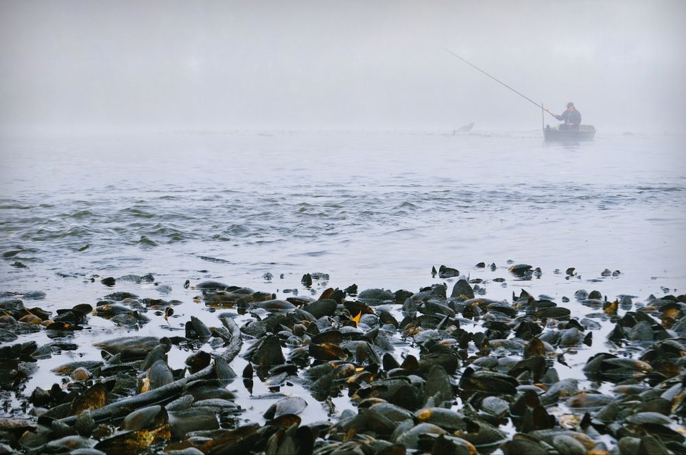 Мидии в молочном соусе