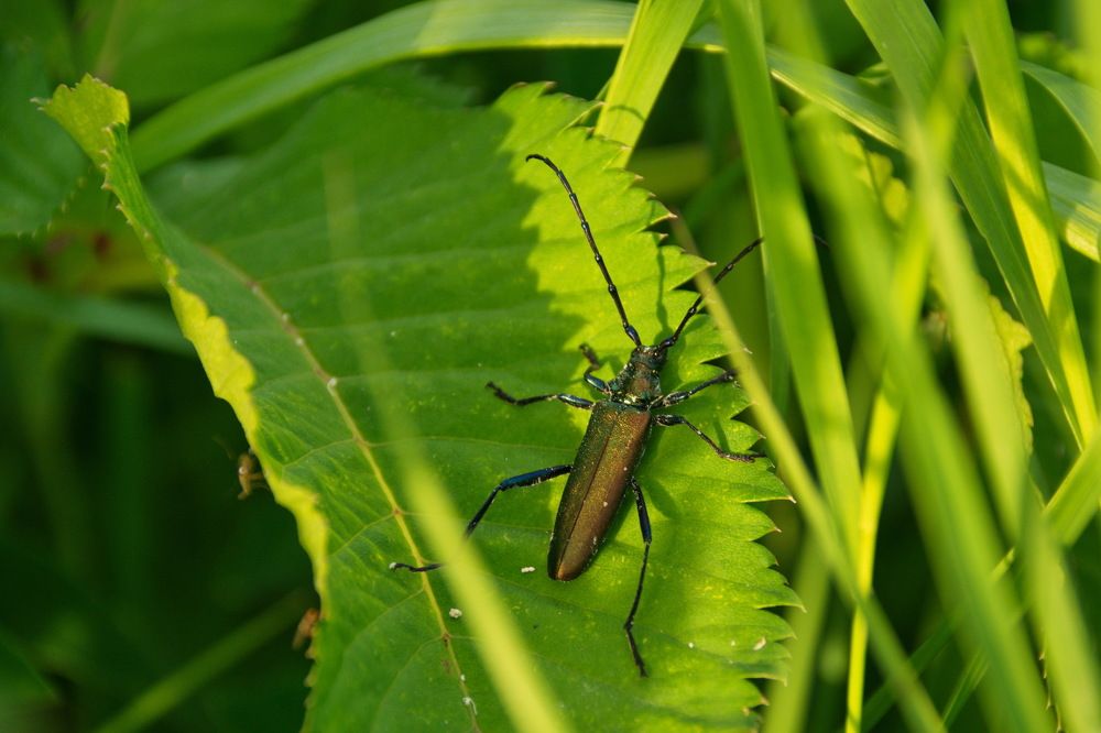 Усы - моя гордость!