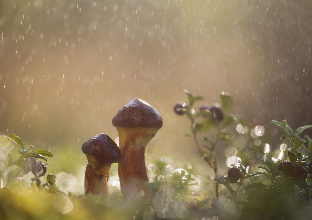 Грибной дождик