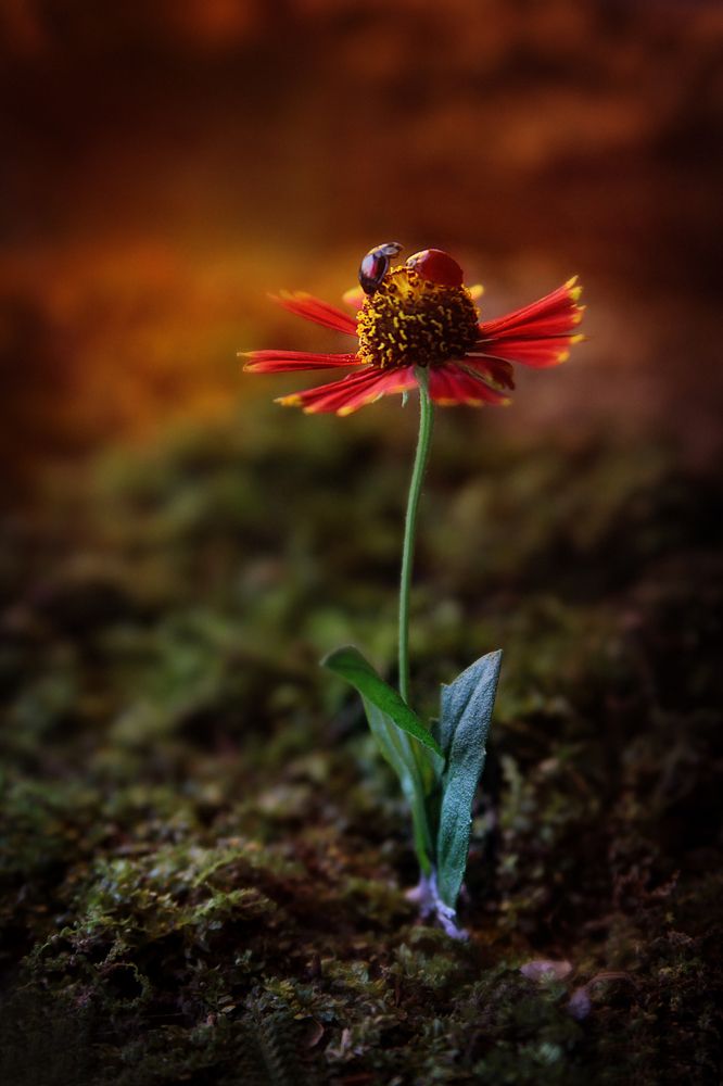 Photograph by Киркиш Ирина