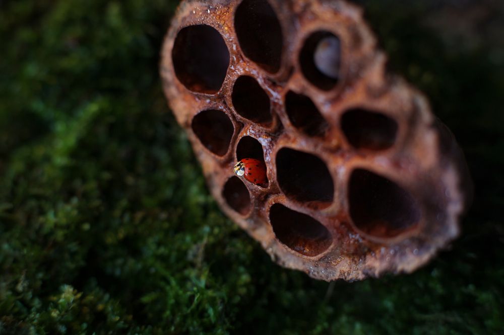 Photograph by Киркиш Ирина