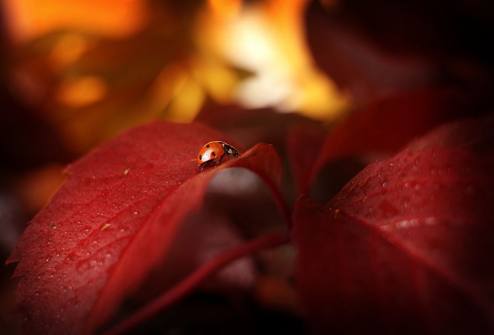 Photograph by Киркиш Ирина