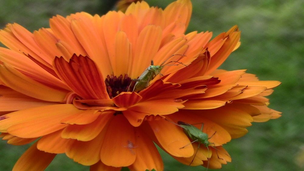 Мадам вы куда?