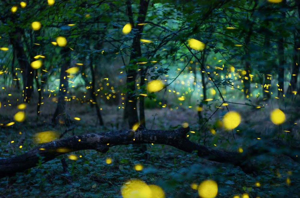 Fireflies