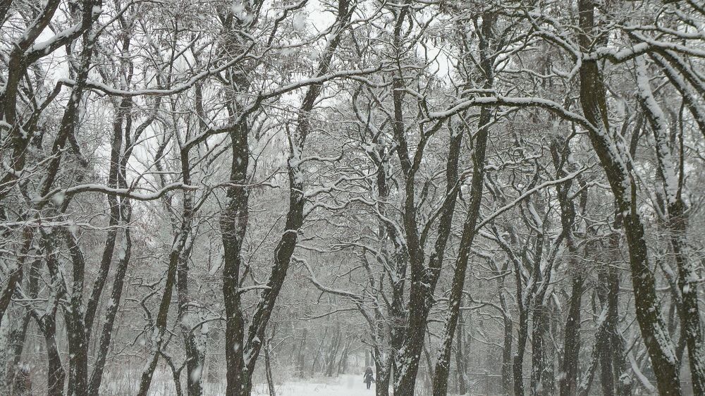 черемуха в снегу