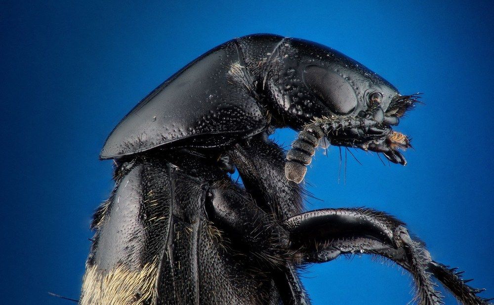 дарт вейдер