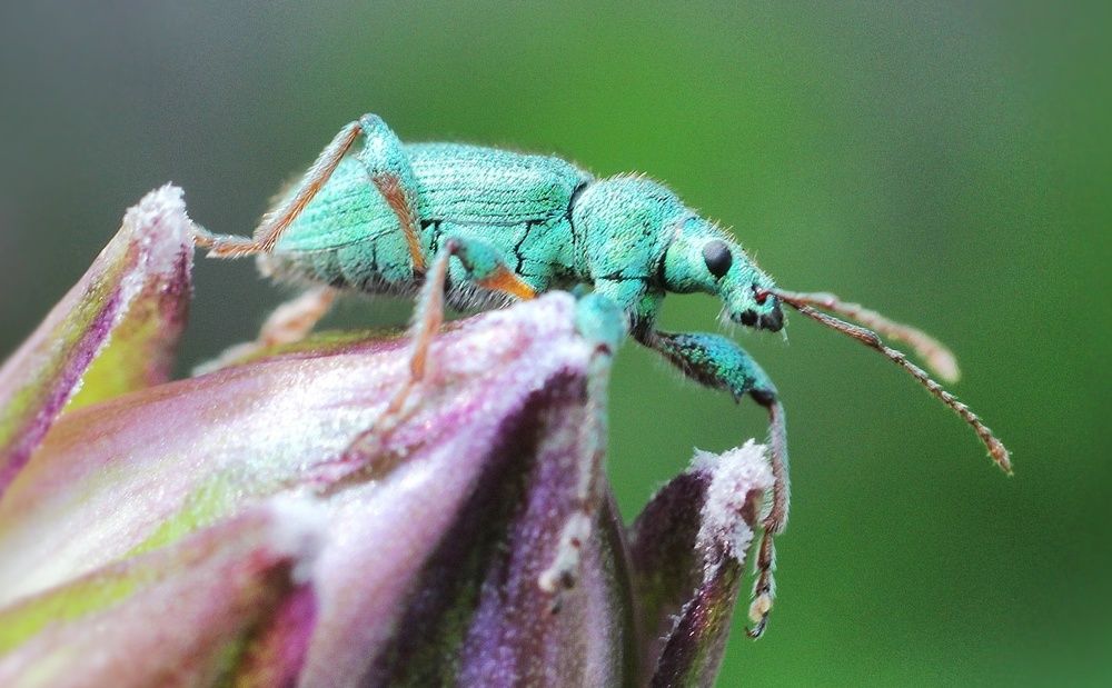 Долгоносик бирюзовый