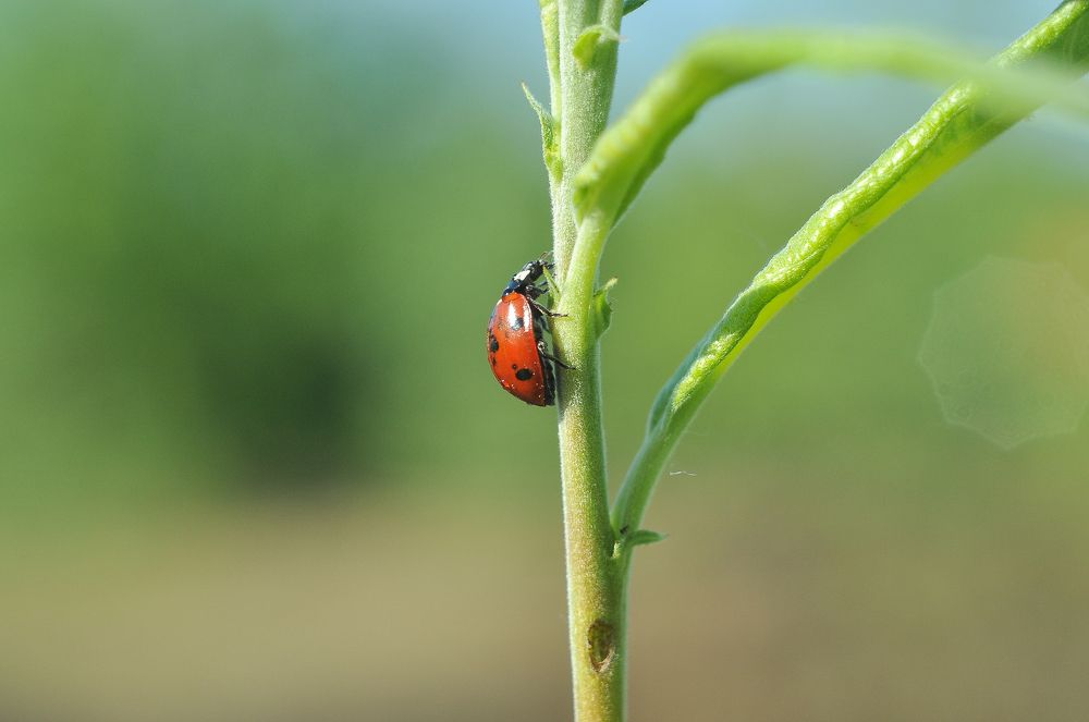 Божий телЁнок