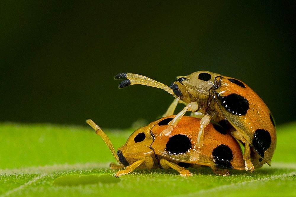 Beetle Mating