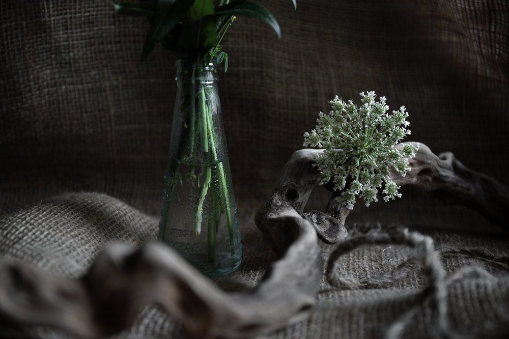 Натюрморт с дикой морковью и корнем оливкового дерева.