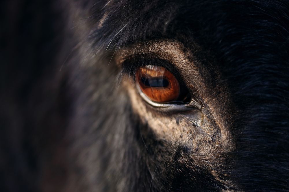 Photograph by Михаил Курихин