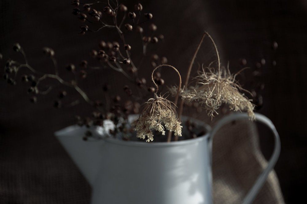 Сухие цветы дикой моркови.