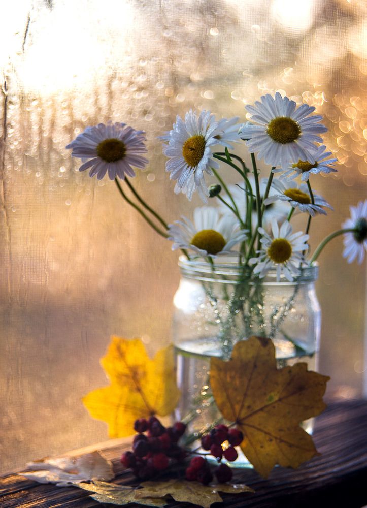 Осенние ромашки.