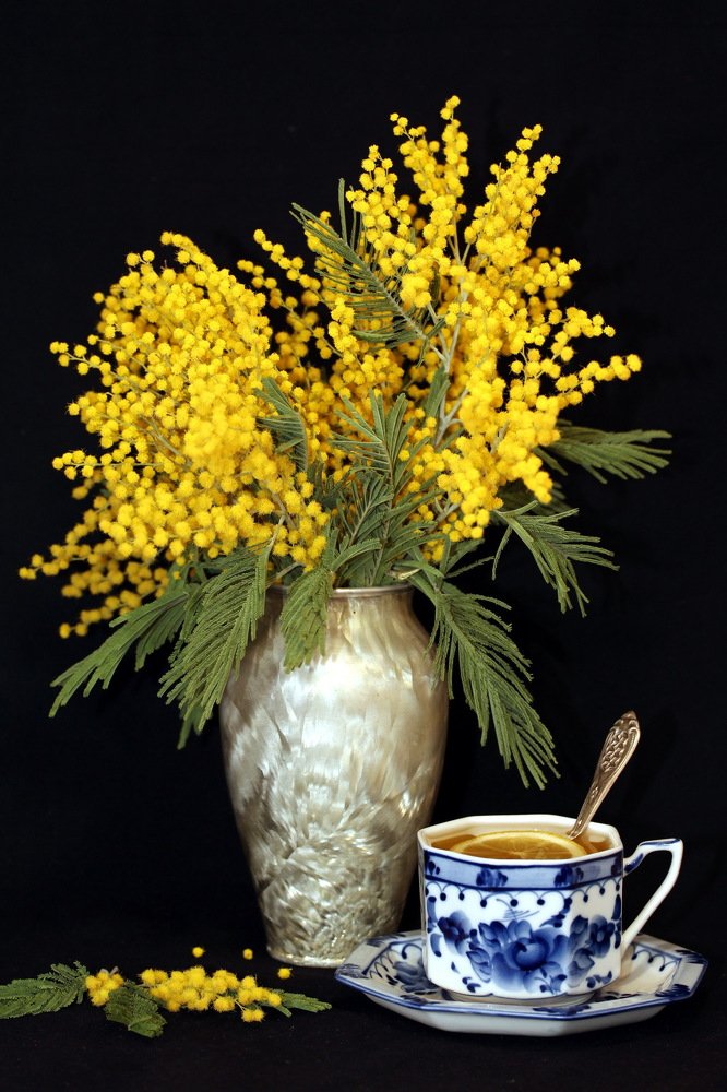 Мимозы -цветы весны