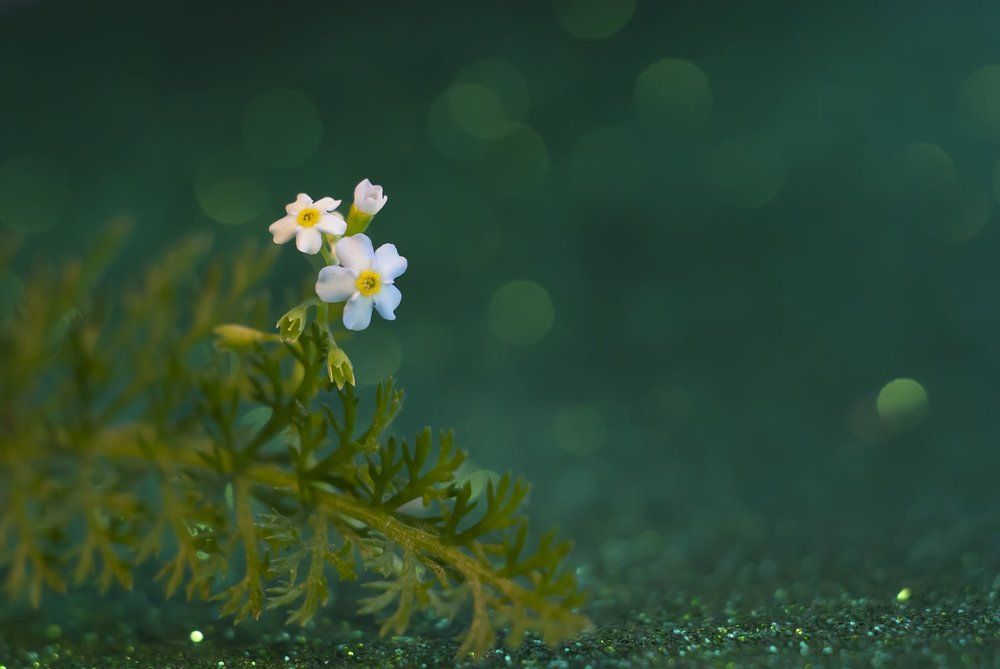 Не забывай меня