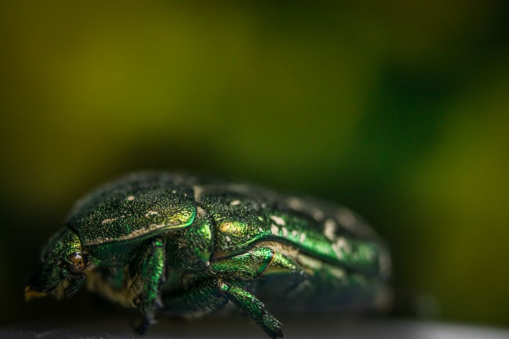 Майский Жук