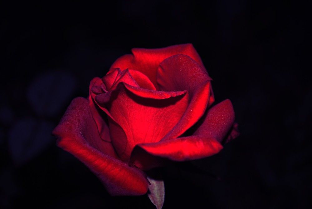 Красная роза