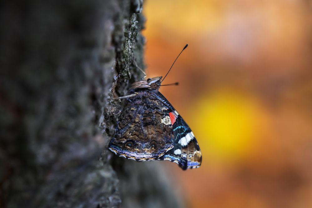 морозное утро