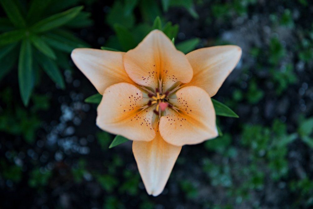 Треугольник жизни.