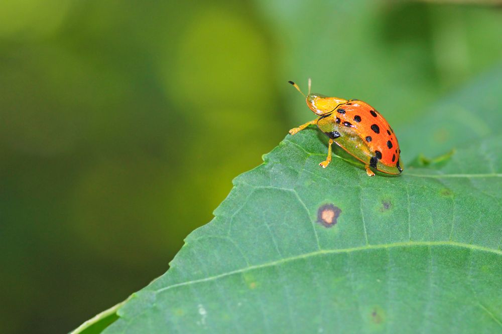 Tortoise shell beetle