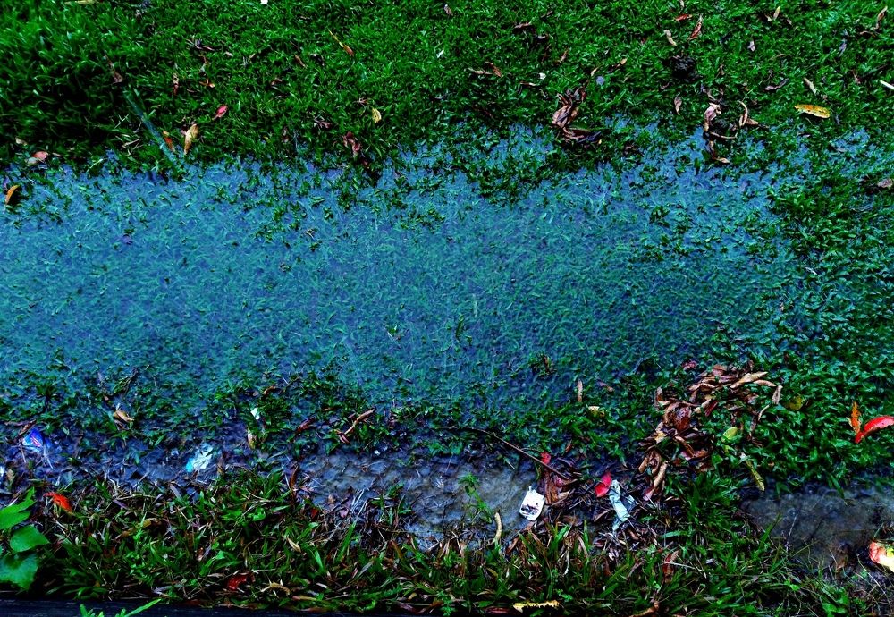 Sinking grass