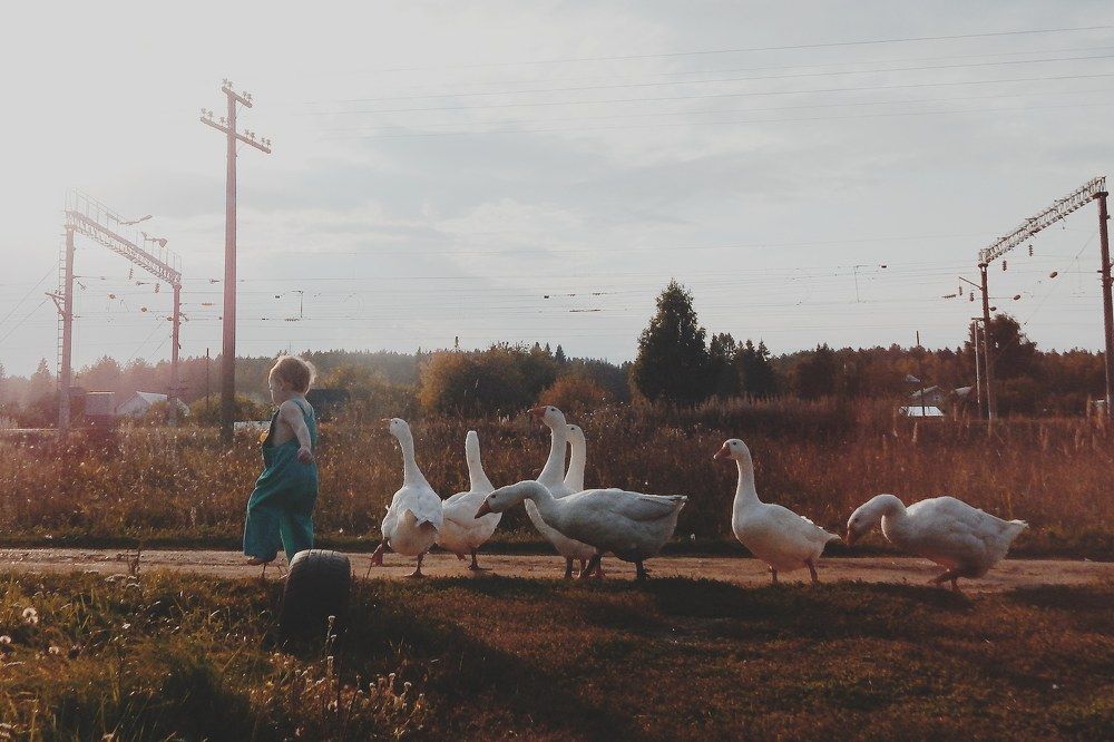 Предводитель гусей