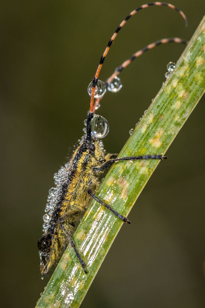 в хрусталиках