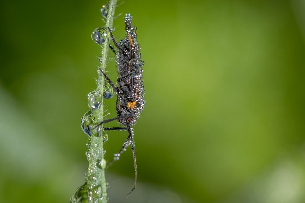в хрусталиках