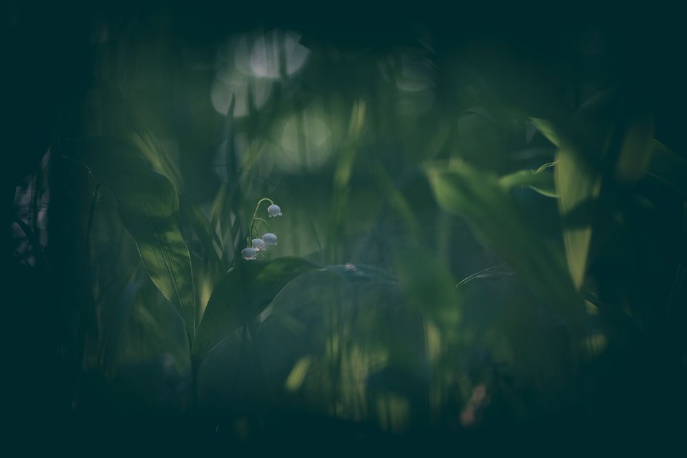 Вечер, охота на ландыш