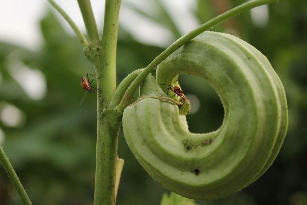 Insects On Lady Fingers
