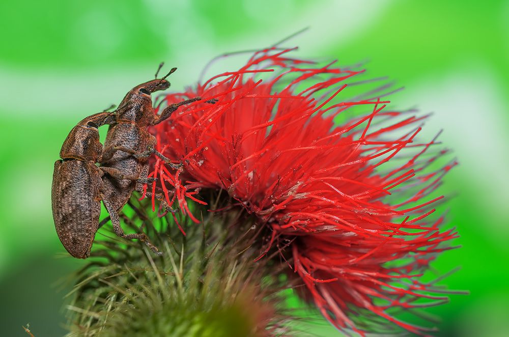 Улица красных фонарей