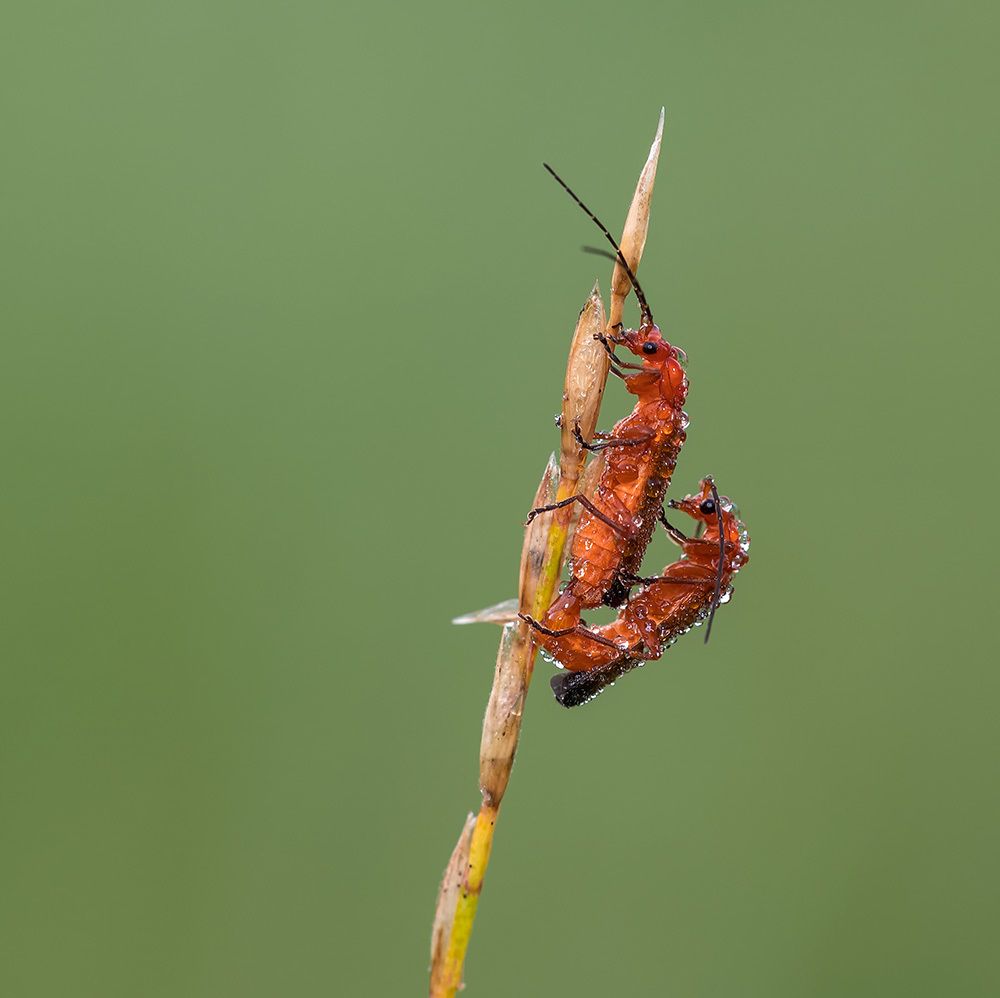 Бриллиантовая свадьба