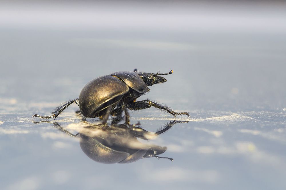Небесное притяжение